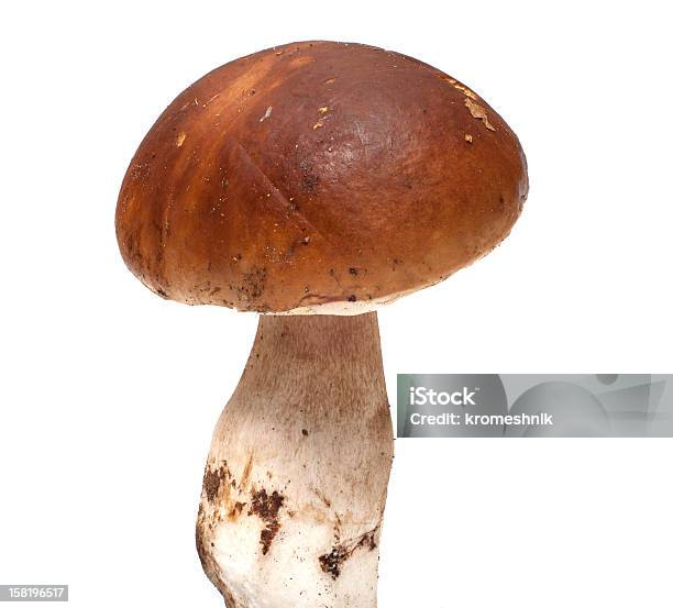 Mushroom Stock Photo - Download Image Now - Blewit, Close-up, Colors