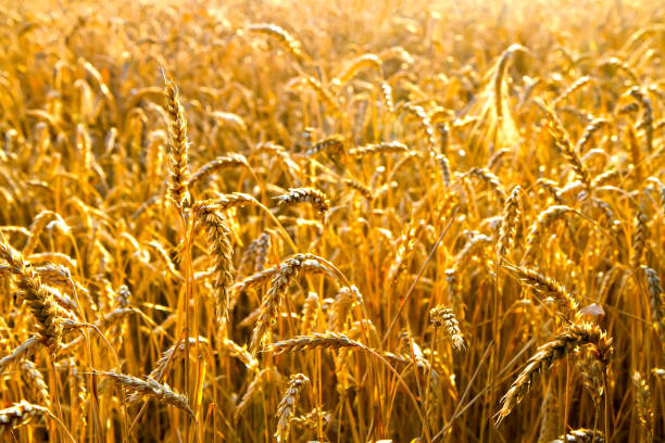 un campo de trigo maduro dorado antes de la cosecha. - wheat winter wheat cereal plant spiked fotografías e imágenes de stock