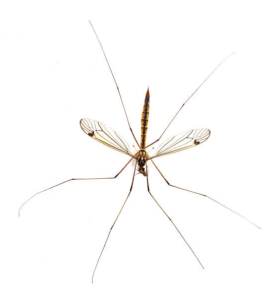 istock daddy long legs, mosquito, - nephrotoma scalaris 158197149