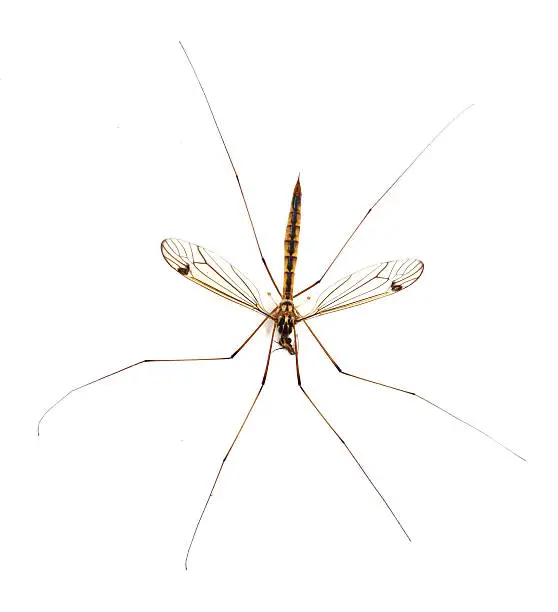 daddy long legs, mosquito nephrotoma scalaris on white background