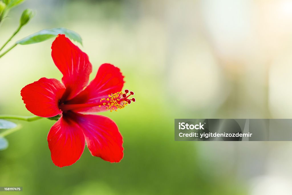 Hibiscus Red hibiscus flower at sunny Beauty Stock Photo