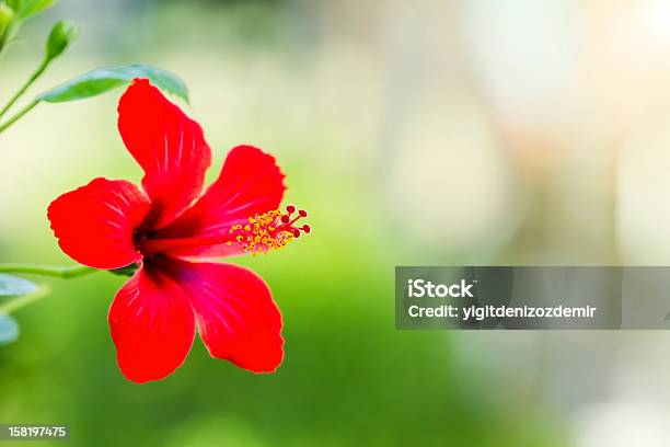 Hibiscus Stock Photo - Download Image Now - Beauty, Beauty In Nature, Blossom