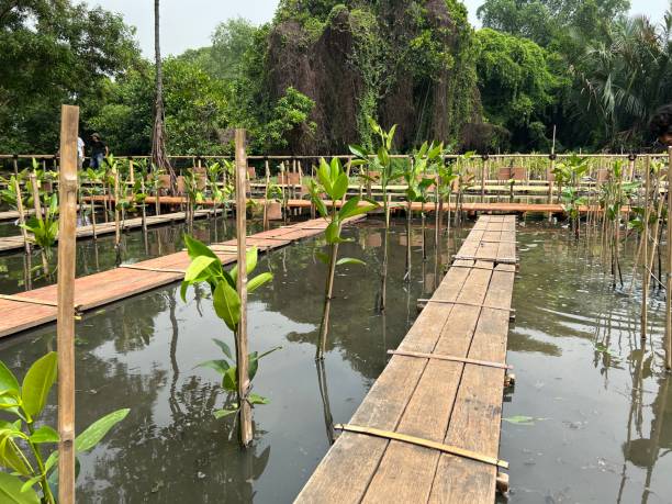 Mangrove Tree Nursery or Plantation