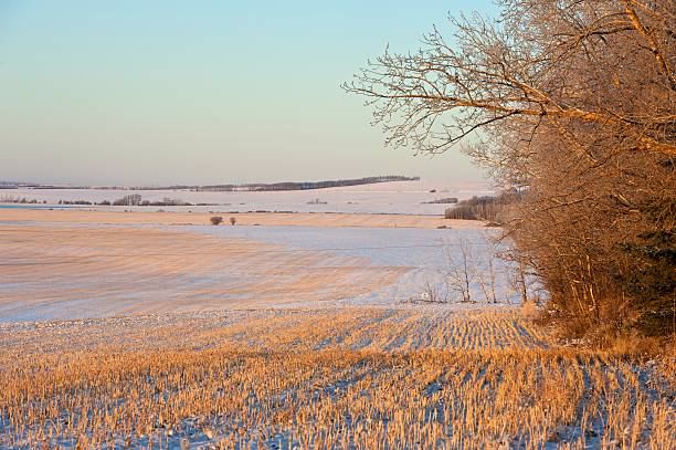 frost und grain-feld - prairie farm winter snow stock-fotos und bilder