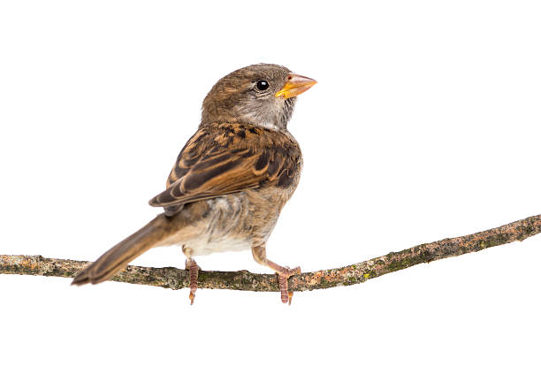 House Sparrow standing on branch against white background House Sparrow standing on branch against white background passer domesticus stock pictures, royalty-free photos & images