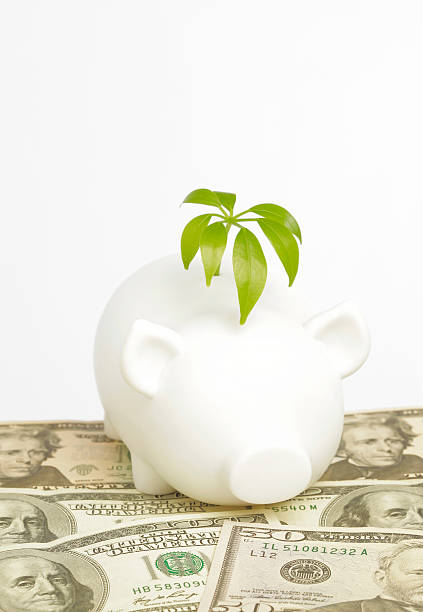 Greedy Pig Piggy Bank Sniffs Out Cash. Concepts, Money Growth. Selective Focus. currency chasing discovery making money stock pictures, royalty-free photos & images