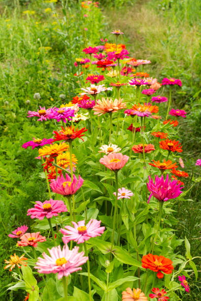 istock Colorful zinnia flowers 1581996263