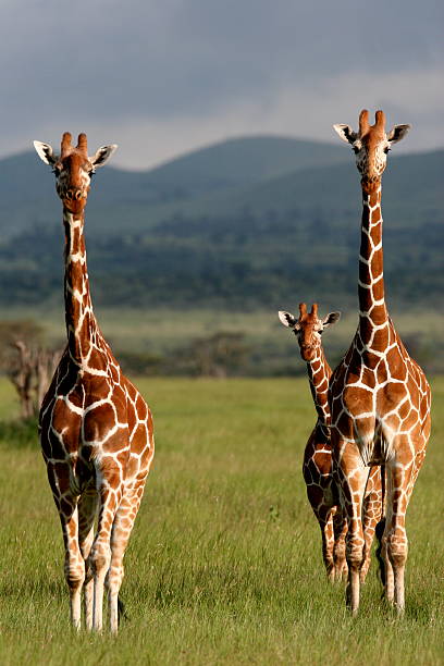 istock Giraffes in Africa 158200709