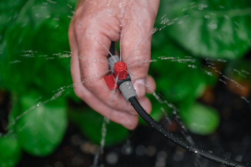 Drip hose and sprinkler in hands on a garden bed with green chard background.Drops of water pour from a drip irrigation installation. Irrigation equipment.