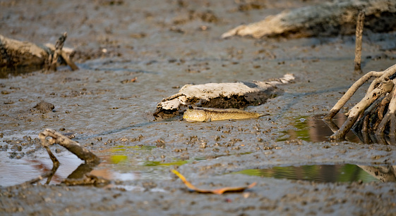 Mudskipper on mud in a serene mangrove swamp. Biodiverse ecosystem. Coastal ecosystem. Biodiverse mangrove habitat. Mudskipper on mud in a coastal wetland. Adaptation in a mangrove ecosystem.