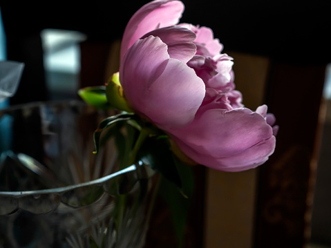 delicate bright pink peony in a vase on a dark blurred background, flower petals are illuminated, soft focus