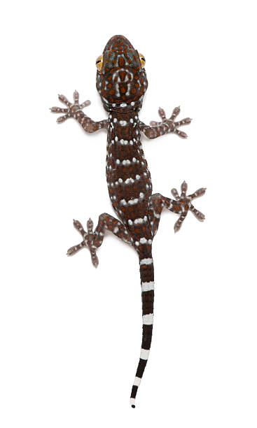 istock Tokay Gecko, against white background 158201002