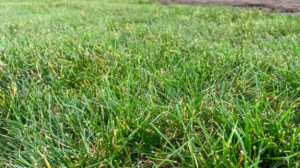 istock laying a rolled lawn, landscaping the backyard, lawn close-up 1582012345