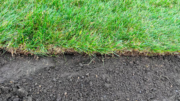 istock laying a rolled lawn, landscaping the backyard, lawn close-up 1582012348