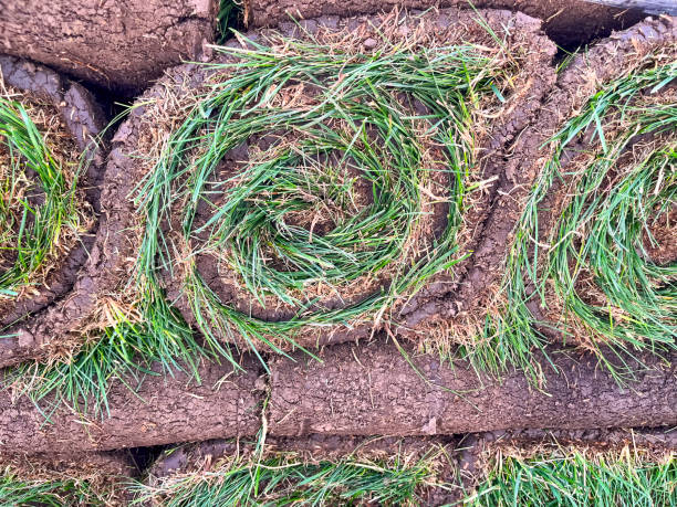 istock laying a rolled lawn, landscaping the backyard, lawn close-up 1582012857