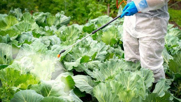 istock farmer sprays cabbage with insecticides and chemicals 1582013316