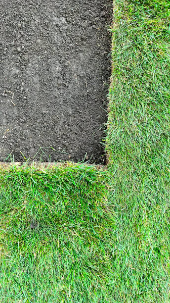 istock laying a rolled lawn, landscaping the backyard, lawn close-up 1582014438