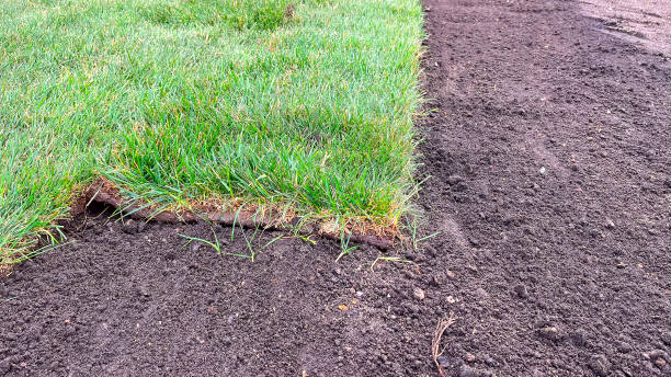 istock laying a rolled lawn, landscaping the backyard, lawn close-up 1582014462