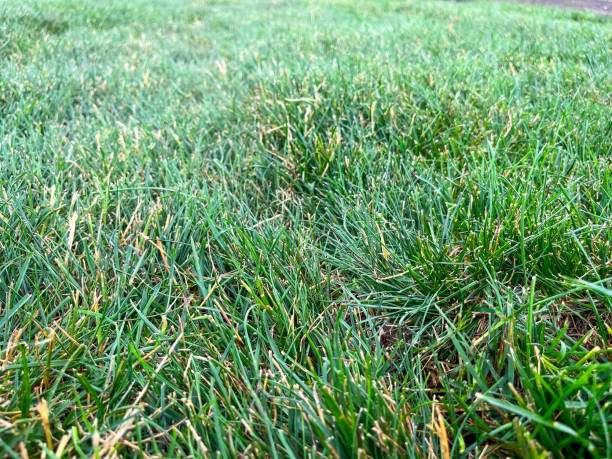 istock laying a rolled lawn, landscaping the backyard, lawn close-up 1582017148