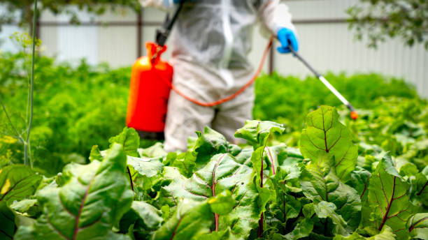 istock farmer treats beetroot with pesticides 1582018208