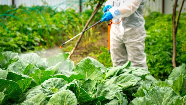 istock farmer sprays cabbage with insecticides and chemicals 1582020313