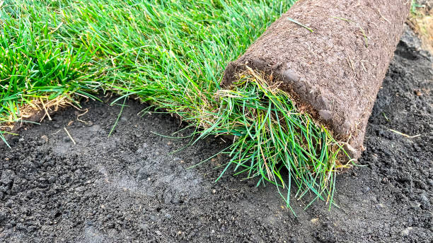 istock laying a rolled lawn, landscaping the backyard, lawn close-up 1582020886