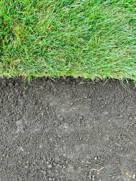 istock laying a rolled lawn, landscaping the backyard, lawn close-up 1582021408