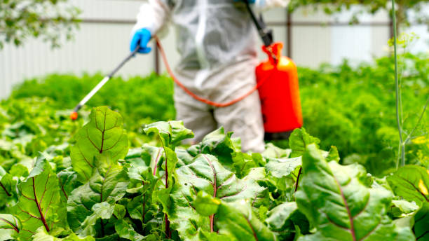 istock farmer treats beetroot with pesticides 1582021424