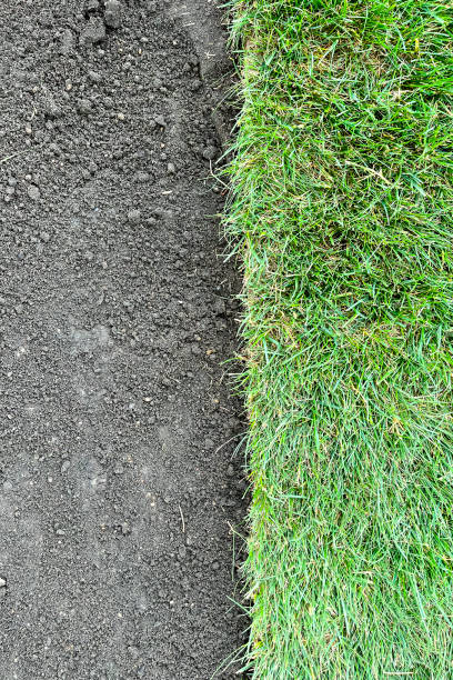 istock laying a rolled lawn, landscaping the backyard, lawn close-up 1582023022