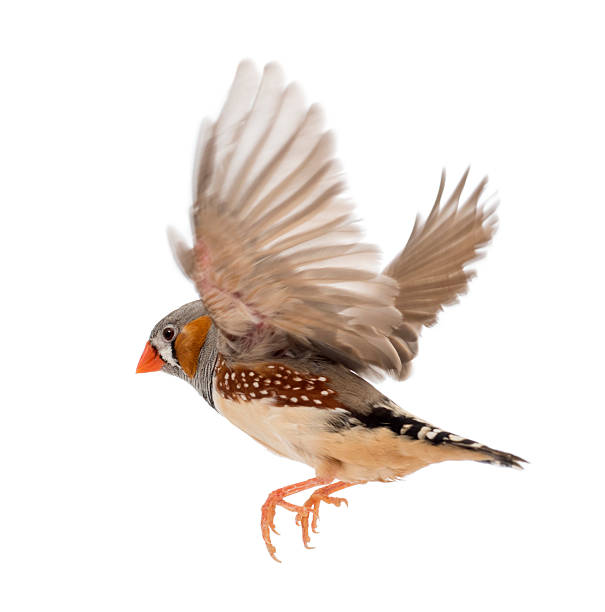 Side profile of a Zebra Finch flying over a white background Zebra Finch flying, Taeniopygia guttata, against white background zebra finch stock pictures, royalty-free photos & images