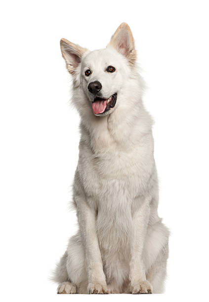 istock Berger Blanc Suisse, 1 year old, sitting against white background 158202398
