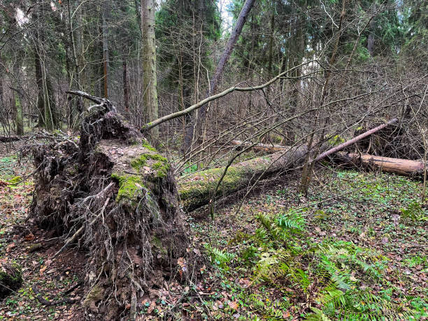 istock Fallen tree in forest after storm. Tree is uprooted by strong wind 1582024286