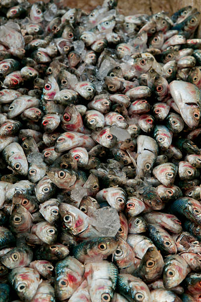 Pilha de peixes para venda em um Mercado de Peixe - fotografia de stock