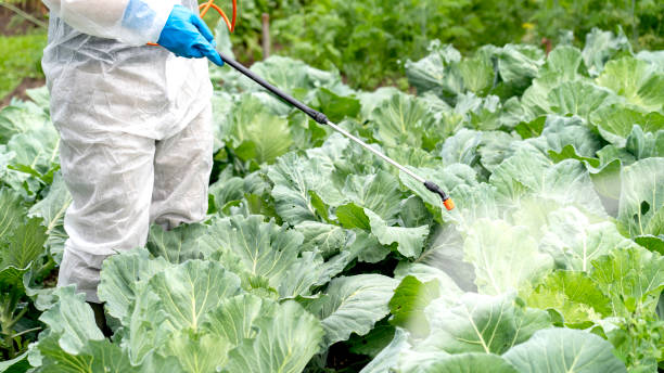 farmer sprays cabbage with insecticides and chemicals a farmer in a protective white suit treats white cabbage with pesticides against diseases and pests, pest control and plant diseases to obtain a large harvest insecticide stock pictures, royalty-free photos & images
