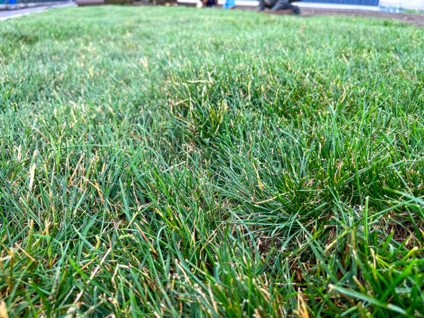 istock laying a rolled lawn, landscaping the backyard, lawn close-up 1582029863