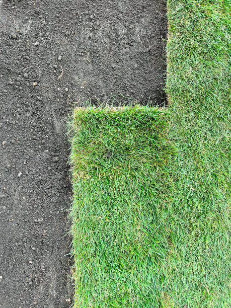 istock laying a rolled lawn, landscaping the backyard, lawn close-up 1582030373