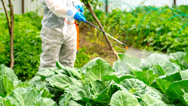 istock farmer sprays cabbage with insecticides and chemicals 1582030383