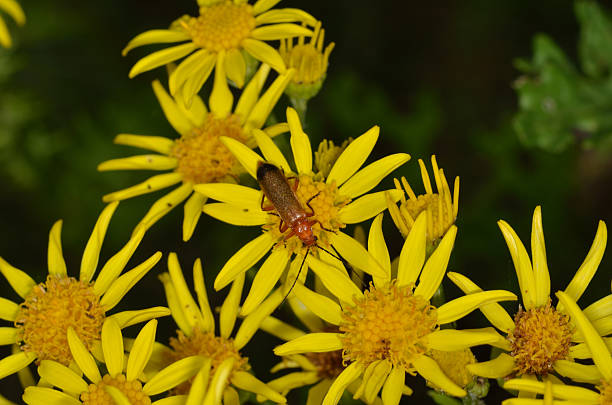 Red soldier beetle feeding on ragwort Red soldier beetle feeding on ragwort rhagonycha fulva stock pictures, royalty-free photos & images