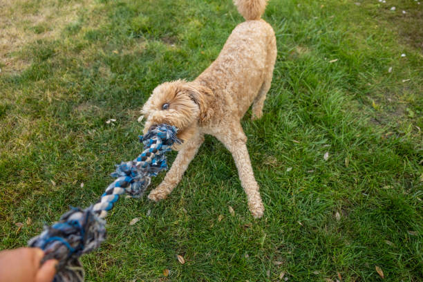 istock Goldendoodle Playing Tug of War 1582043508