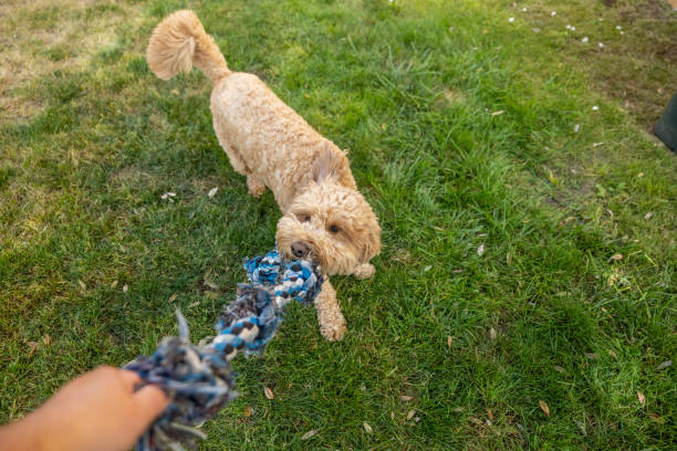 istock Goldendoodle Playing Tug of War 1582043512