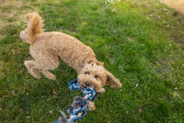istock Goldendoodle Playing Tug of War 1582043519