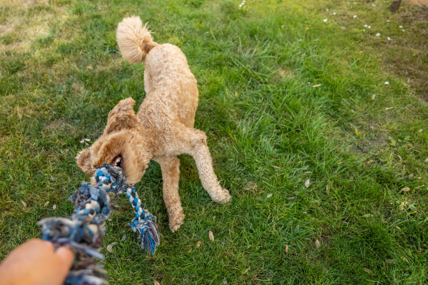 istock Goldendoodle Playing Tug of War 1582043520