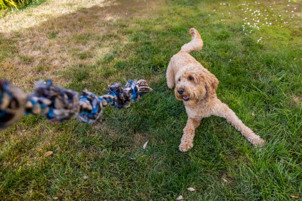 istock Goldendoodle Playing Tug of War 1582043871