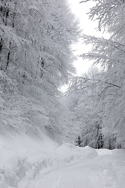 Winter landscape stock photo