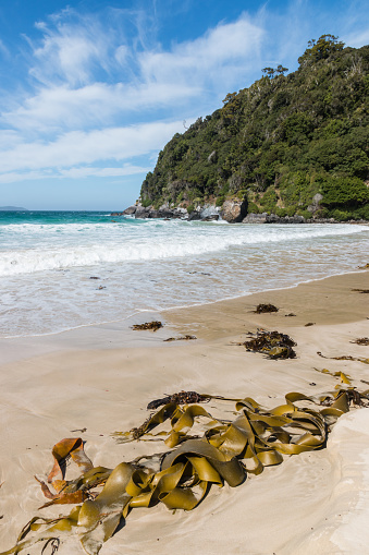 sandy beach with seaweed, blue sky and copy space on Stewart Island (Rakiura) in New Zealand