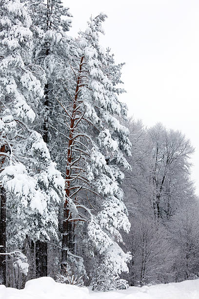 Winter landscape stock photo