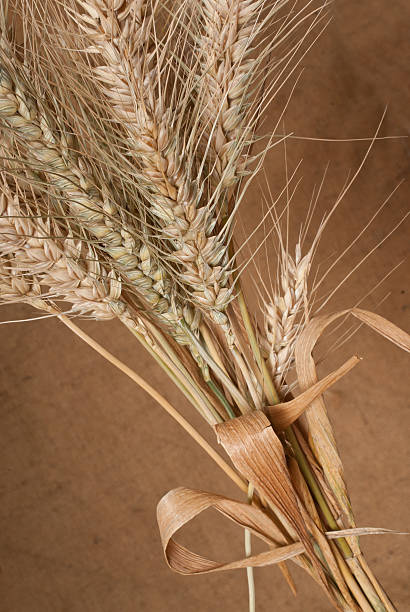 invierno de trigo - wheat winter wheat cereal plant spiked fotografías e imágenes de stock