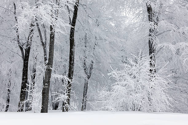 Winter landscape stock photo