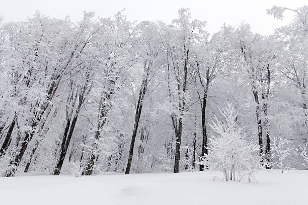 Winter landscape stock photo