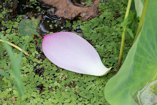 Light pink lotus petals that have fallen into the pond. Nelumbo nucifera